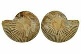 Uncommon Jurassic Cut & Polished Ammonite Fossil - Madagascar #288331-1